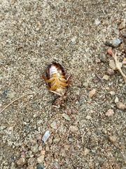 Pycnoscelus surinamensis