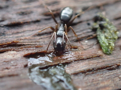 Camponotus fallax