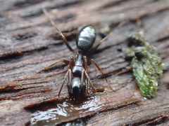 Camponotus fallax