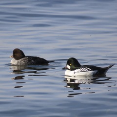 Bucephala clangula × islandica