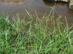 Cyperus longus tenuiflorus