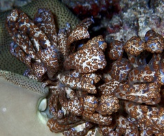 Phyllodesmium longicirrum