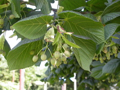 Tilia × europaea