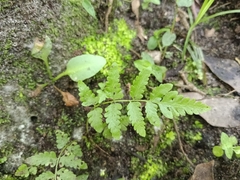 Thelypteridaceae