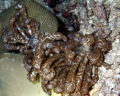 Phyllodesmium longicirrum