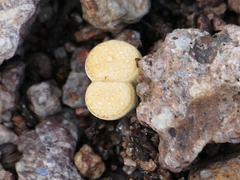 Crucibulum cyathiforme