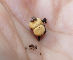 Crucibulum cyathiforme