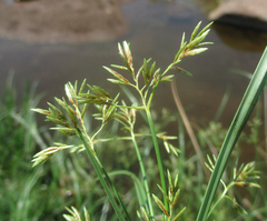 Cyperus longus tenuiflorus