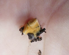 Crucibulum cyathiforme