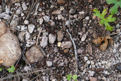 Crucibulum cyathiforme