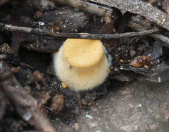 Crucibulum cyathiforme