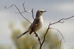 Mimus