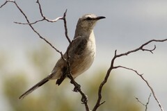 Mimus