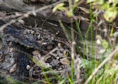 Crucibulum cyathiforme