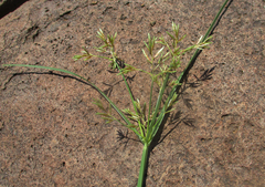 Cyperus longus tenuiflorus