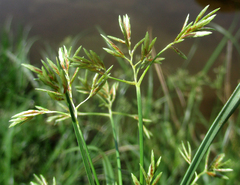 Cyperus longus tenuiflorus