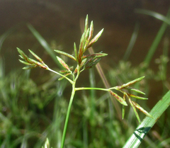 Cyperus longus tenuiflorus