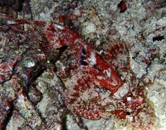 Scorpaeninae