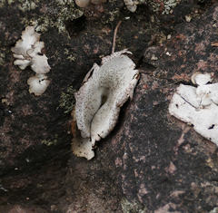 Dermatocarpon miniatum