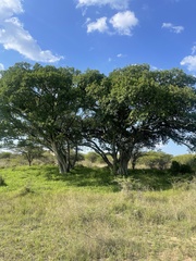Ficus burkei
