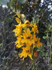 Chloraea gavilu