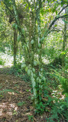 Theobroma cacao