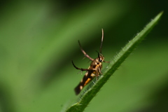 Eretmocera impactella