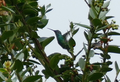 Colibri cyanotus