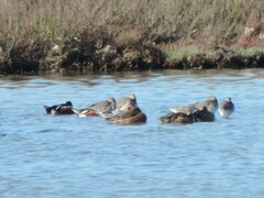 Limosa limosa