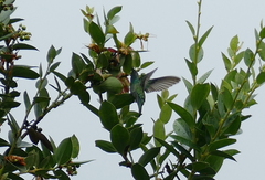 Colibri cyanotus