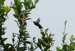 Colibri cyanotus