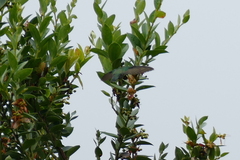 Colibri cyanotus