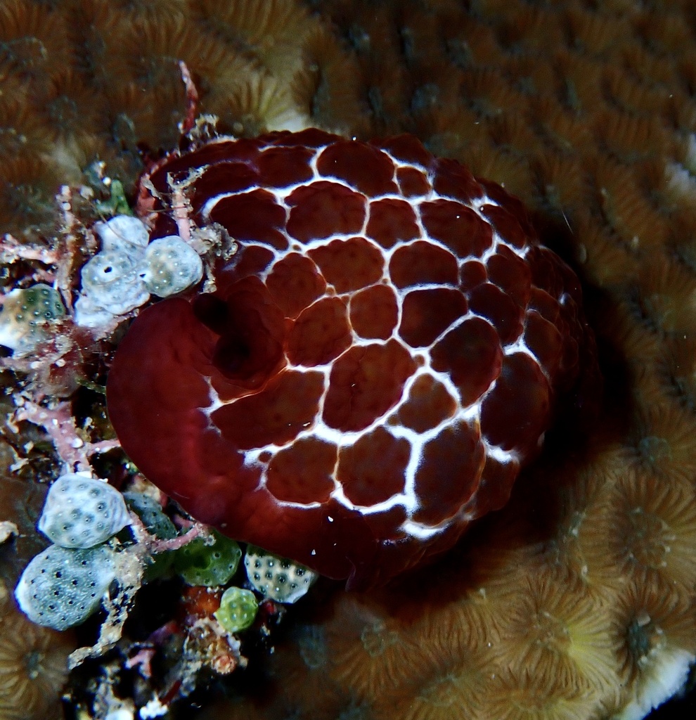 Forskal's sidegill slug