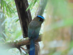 Momotus aequatorialis