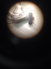 Lestes australis