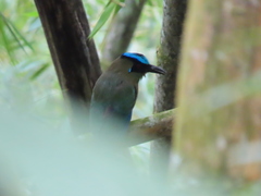 Momotus aequatorialis