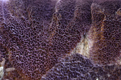 Eglinė Kempelė nuotrauka