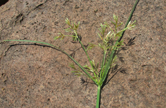 Cyperus longus tenuiflorus