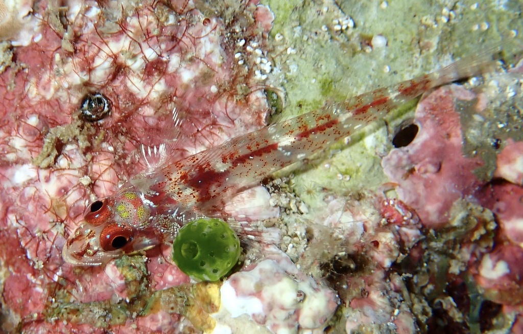 Largemouth Triplefin