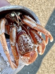 Pagurus acadianus