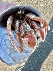Pagurus acadianus