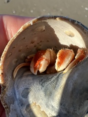 Pagurus acadianus