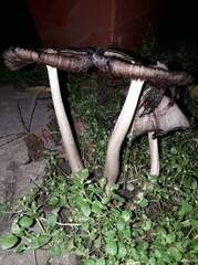 Coprinopsis romagnesiana