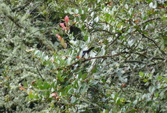 Anisognathus igniventris