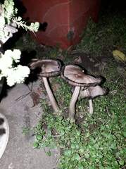 Coprinopsis romagnesiana