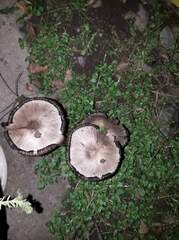 Coprinopsis romagnesiana