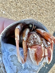 Pagurus acadianus