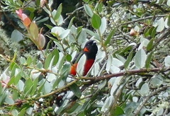 Anisognathus igniventris