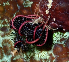 Crinoidea