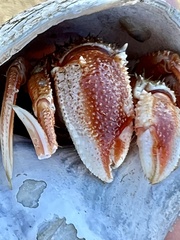 Pagurus acadianus